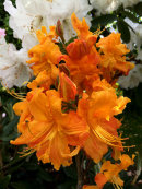 Rhododendron (azalea) orange