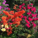 Rhododendron colours