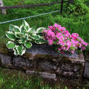 Rhododendron azalea and Hosta