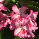 Rhododendron Hybrid 'Hachmann's Charmant'