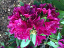 Rhododendron 'Polarnacht'