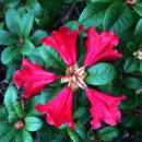Rhododendron 'Temple bell'