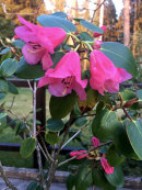 Rhododendron 'Temple bell'