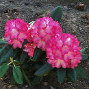 Rhododendron (Yakushimanum) FANTASTICA