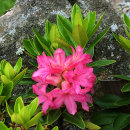 Rhododendron ferrugineum