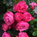 Rosa 'Leonardo da Vinci'