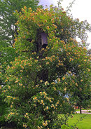 Rosa helenae, Honungsrosen.