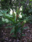 Roscoe 'auriculata beesiana'