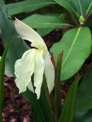 Roscoe 'auriculata beesiana'