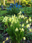 Roscoea cautleyoides, Gul bergingefära, Meconopsis grandis