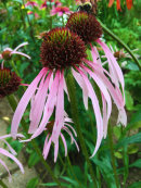 Echinacea