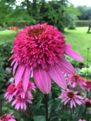 Echinacea