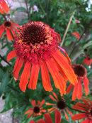 Echinacea