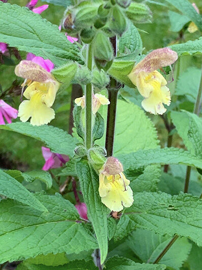 Salvia nubicola from CC