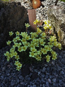 Saxifraga, Vikos Gold