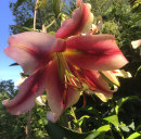 Lilium, Silk Road, Trädlilja