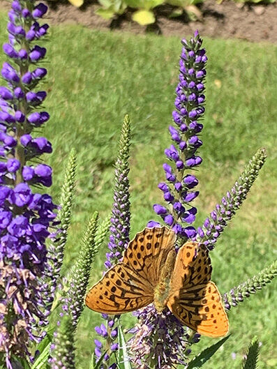 Silverstreckad pärlemorfjäril Brenthis ino