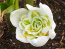Galanthus Double