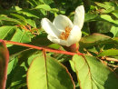 Stewartia rostrata