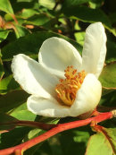 Stewartia rostrata