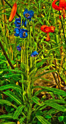 CC Meconopsis HDR