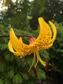 Lilium lancifolium Yellow