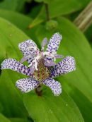 Tricyrtis hirta
