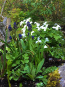 Trillium grandiflorum