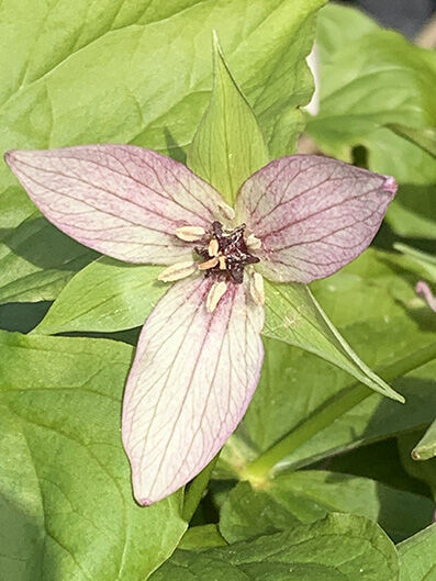 Trillium erectum