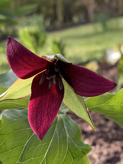 Trillium erectum