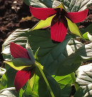 Trillium erectum