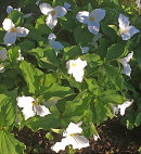 Trillium grandiflorum