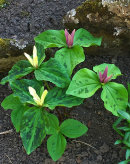 Trillium luteum, och Trillium chloropetalum Rubrum