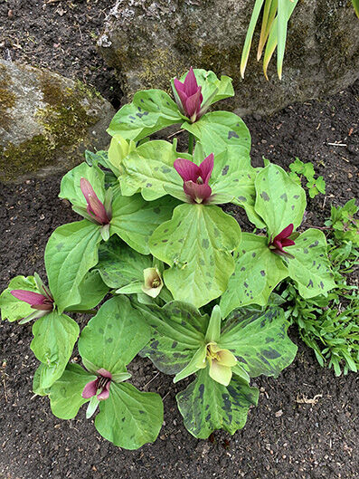 Trillium sp