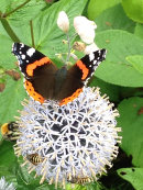 Vanessa atalanta. Amiral