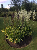 Veratrum, 4 different.