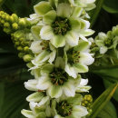 Veratrum