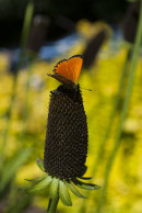 Vitfläckig guldvinge