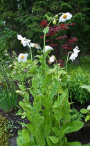 Meconopsis betoncifolia