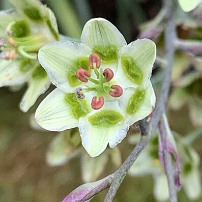 Zigadenus elegans
