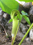 Ariseama consanguineum