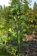 Arisaema