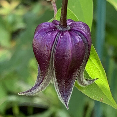 clematis fusca var. violacea