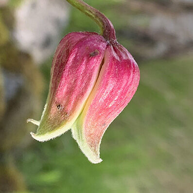 clematis viorna