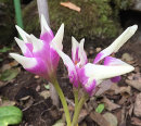 Colchicum ‘Harlekijn’
