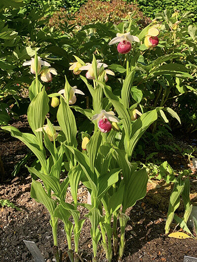 Cypripedium reginae