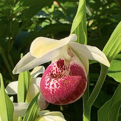 Cypripedium reginae