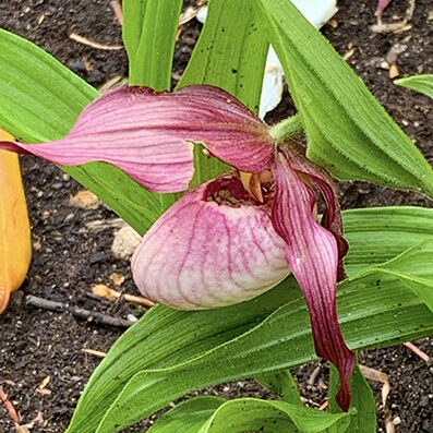 cypripedium sp