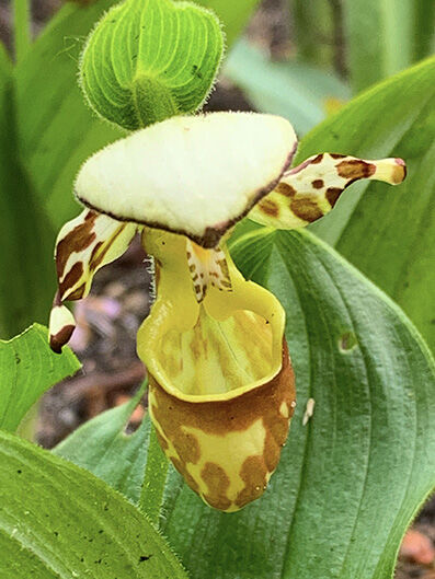 Cypripedium yatabeanum