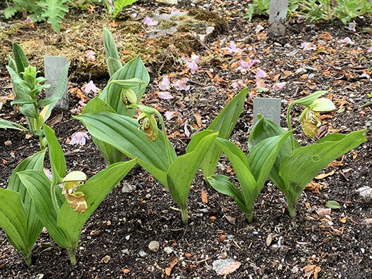 Cypripedium yatabeanum